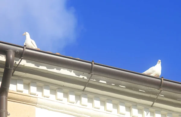 Weiße Tauben Auf Dem Dach — Stockfoto