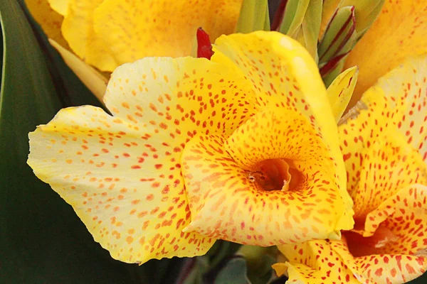 Iris fiore pseudacorus — Foto Stock