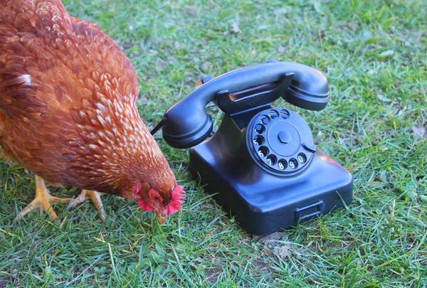 La gallina y el teléfono — Foto de Stock