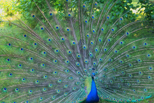 peacock