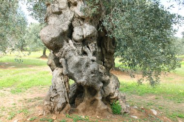 yakın çekim zeytin gövde