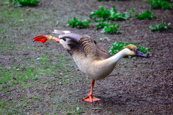 Duck dancing — Stock Photo, Image