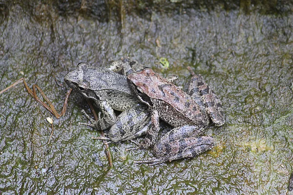Пара жаб — стокове фото