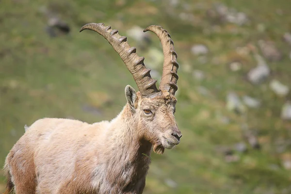 Ibex alpejski Zdjęcia Stockowe bez tantiem