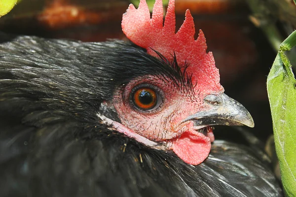 Primer plano cabeza de gallina — Foto de Stock