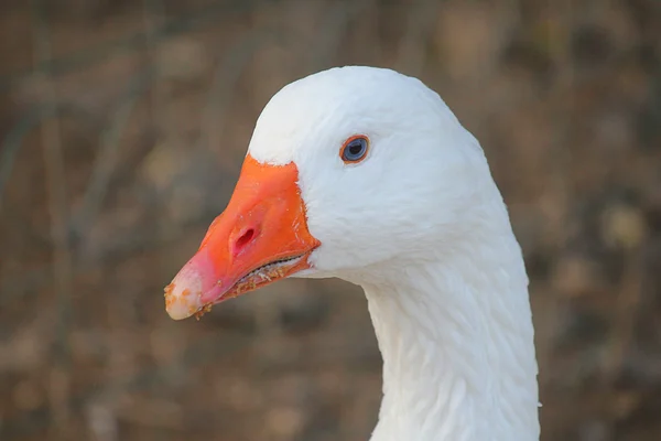 Ganso blanco de cerca — Foto de Stock