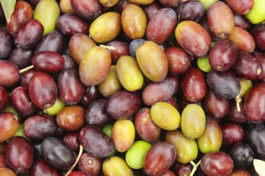 Zeytin yeşil ve siyah