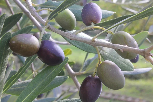 树枝上的橄榄 — 图库照片