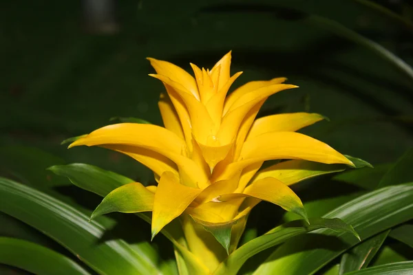 Guzmania fiore giallo — Foto Stock