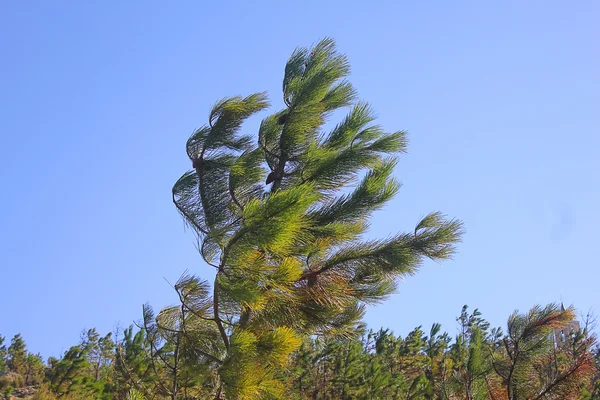 Árbol en el viento — Foto de Stock