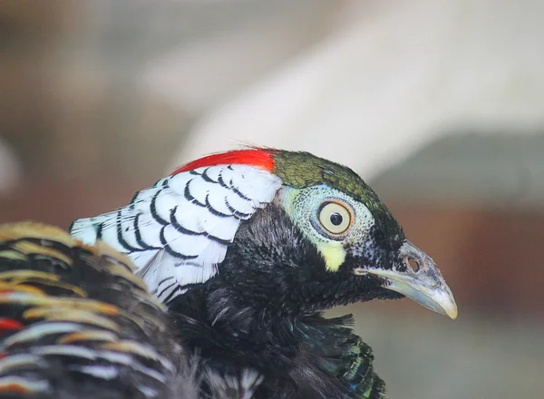 Profile of the head of a pheasant — Stock Photo, Image