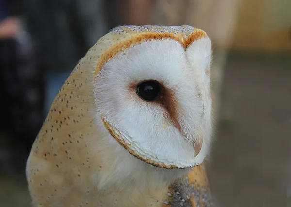 Barn owl close-up — Stock Photo, Image
