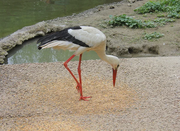 Stork eating seeds — Stock Photo, Image