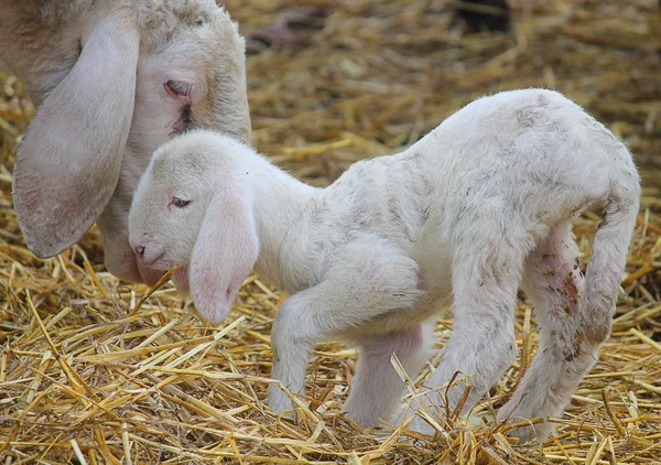 Lamb už narodí — Stock fotografie