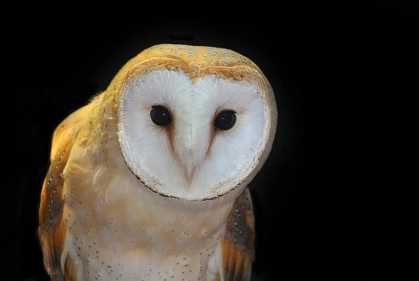 Barn owl in the night — Stock Photo, Image