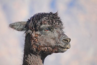 siyah Lama yakın çekim