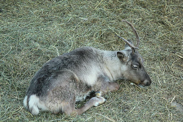 Reindeer in the straw — Stock Photo, Image