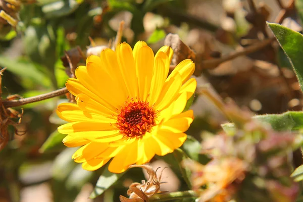 Цветок Мэриголд в саду — стоковое фото
