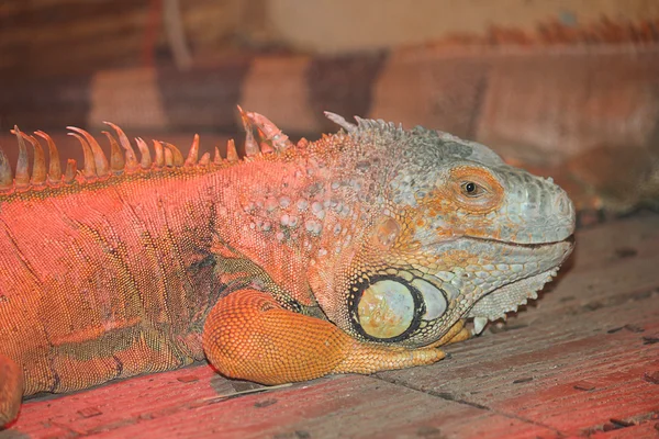 Iguana i natt — Stockfoto