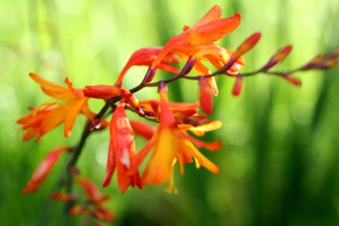 Arizona yeşil bir arka plan üzerinde