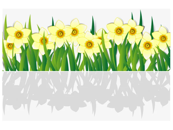 Banner de primavera com narcisos . —  Vetores de Stock