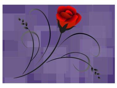 bir arka plan üzerinde kırmızı gül.