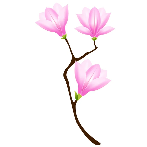 The branch of magnolia. — Stock Vector