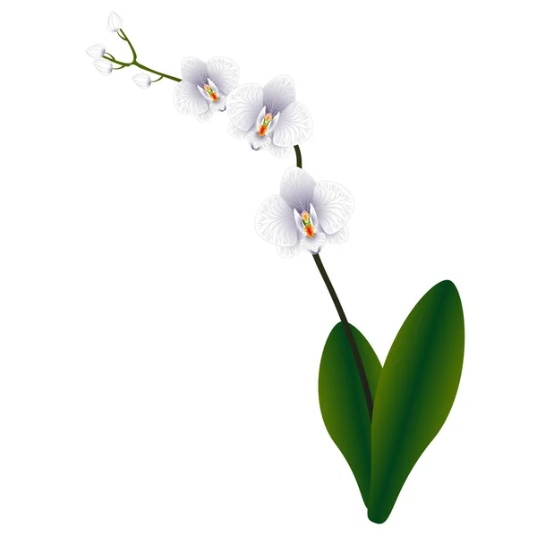 Illustration weiße Orchidee. — Stockvektor