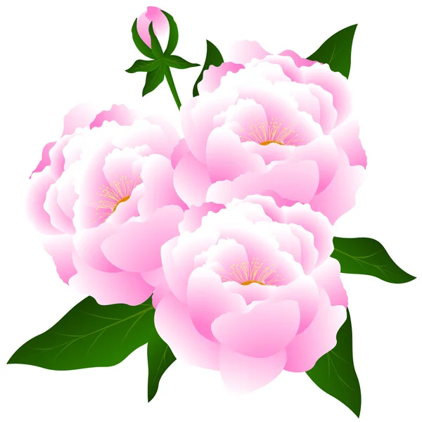 Bouquet of peonies. — Stock Vector