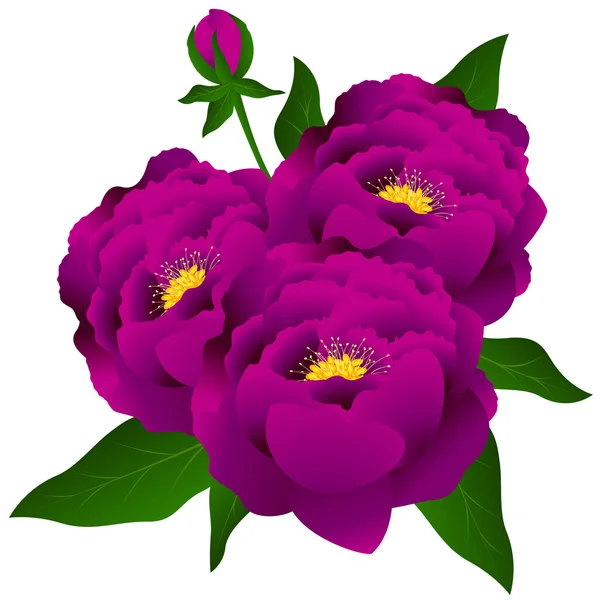 花束紫牡丹. — ストックベクタ