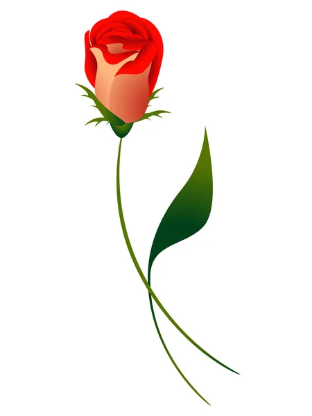 Rosa roja sobre blanco. — Archivo Imágenes Vectoriales