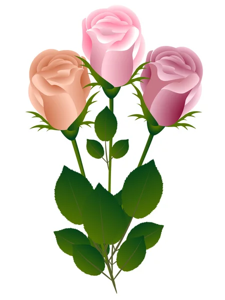 Trois roses sur fond blanc. — Image vectorielle