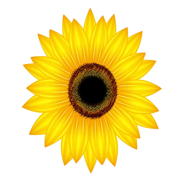 Girasole su sfondo bianco. — Vettoriale Stock