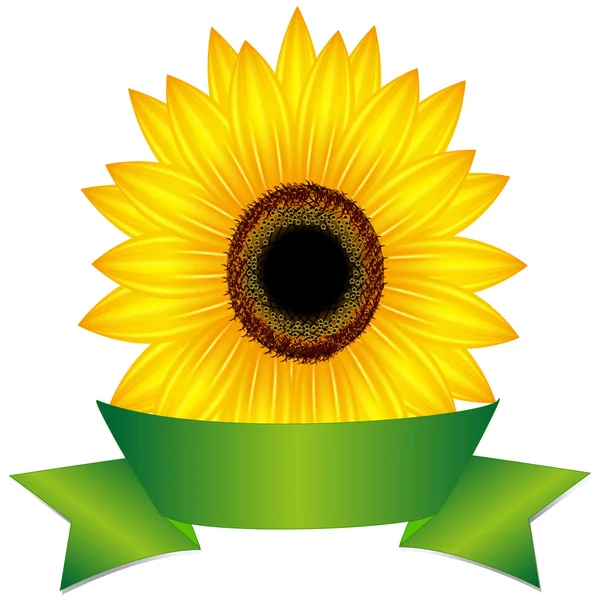 Sunflower with ribbon. — Stock Vector