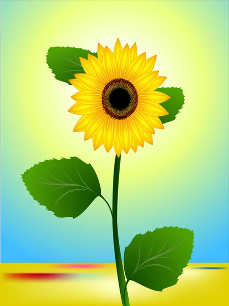 Summer sunny landscape with a sunflower. — Stock Vector