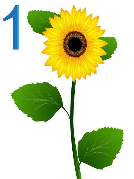 Número uno, girasol. . — Vector de stock