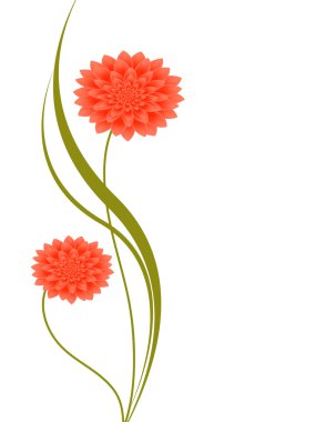 Yıldızçiçeği, illüstrasyon ile çiçek arka plan.