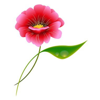 Beyaz arkaplanda pembe bir çiçek.