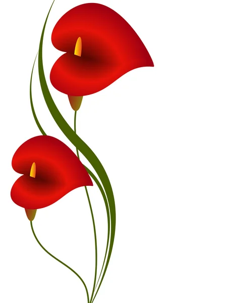 Květinové pozadí s červenými calla, designový prvek. — Stockový vektor