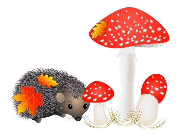 Small hedgehog near with mushrooms. — Stock Vector
