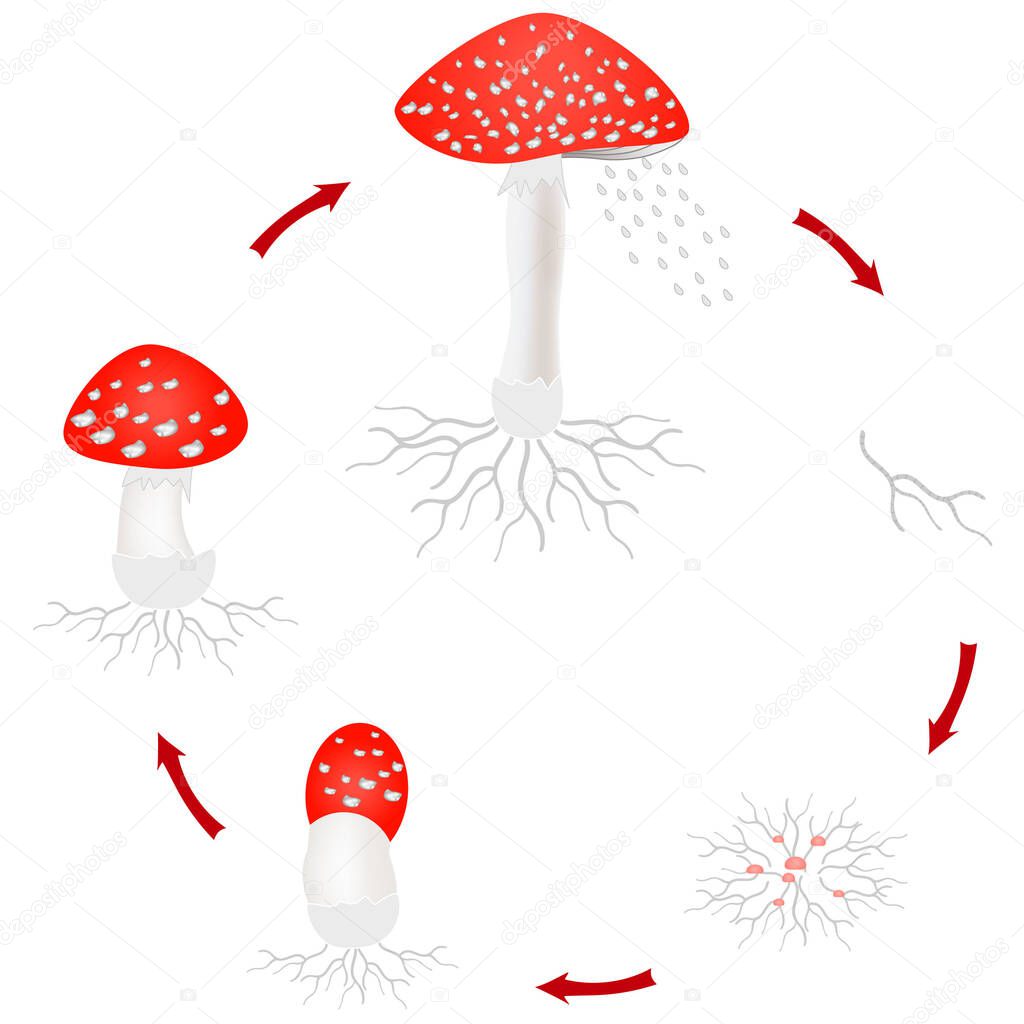 Amanita mushroom growth cycle isolated on white background.