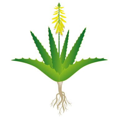 Aloe vera çiçeği ve kökleri beyaz arka planda.