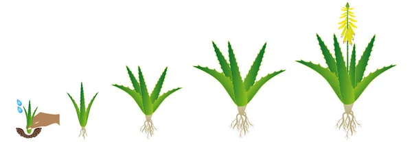 Wachstumszyklus Der Aloe Vera Pflanze Auf Weißem Hintergrund — Stockvektor