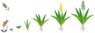 Aloe vera bitkisinin beyaz arkaplandaki tohumdan büyümesi döngüsü.