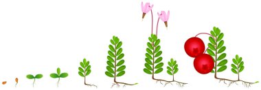 Beyaz arka planda bir kızılcık bitkisinin büyüme döngüsü.