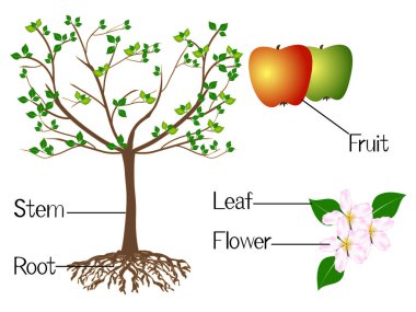 Çizimler elma bitkilerinin bir kısmını gösteriyor..