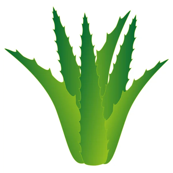 Beyaz Arkaplanda Aloe Vera — Stok Vektör