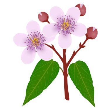 Beyaz arkaplanda yaprakları olan Annatto çiçekleri.