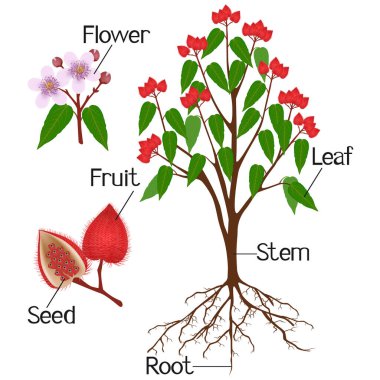 Beyaz arkaplanda izole edilmiş bixa orellana veya anatto bitkisinin parçaları.