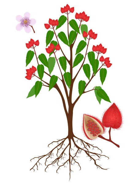 Bixa Orellana Oder Anattobaum Mit Früchten Und Wurzeln Auf Weißem — Stockvektor